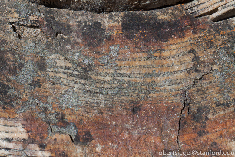 Petrified Forest